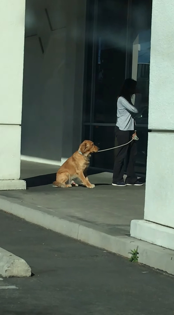 病院に行くのを頑なに拒む犬。踏ん張ったり飼い主さんも引きずるようにしてバックしてみせますが・・・