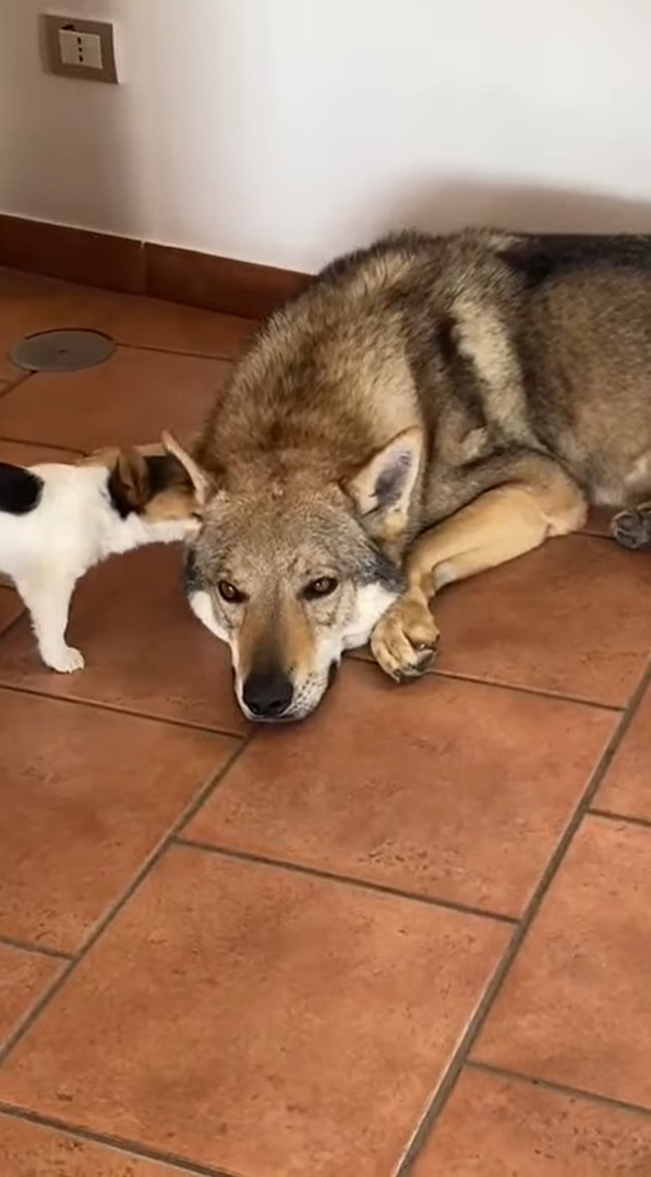 そばにいた犬の耳をグルーミングする子犬。ところがペロペロするどころか、ついパクっとしちゃって・・！！