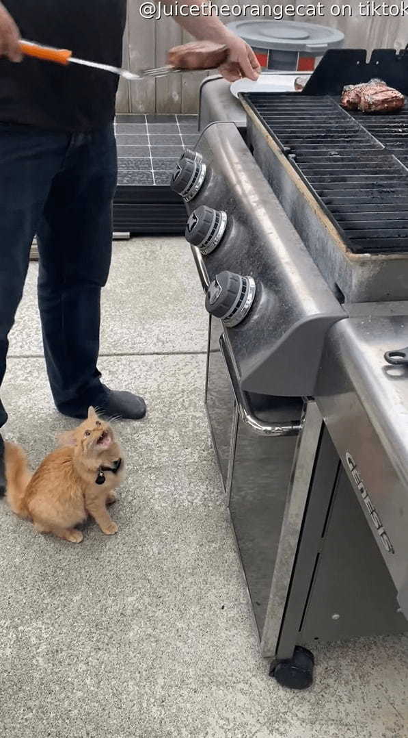 バーベキューに参加した子猫は、グリルで焼かれるお肉が気になるみたい！「ちょうだい！」と訴えるかのように鳴き声をあげています【海外・動画】