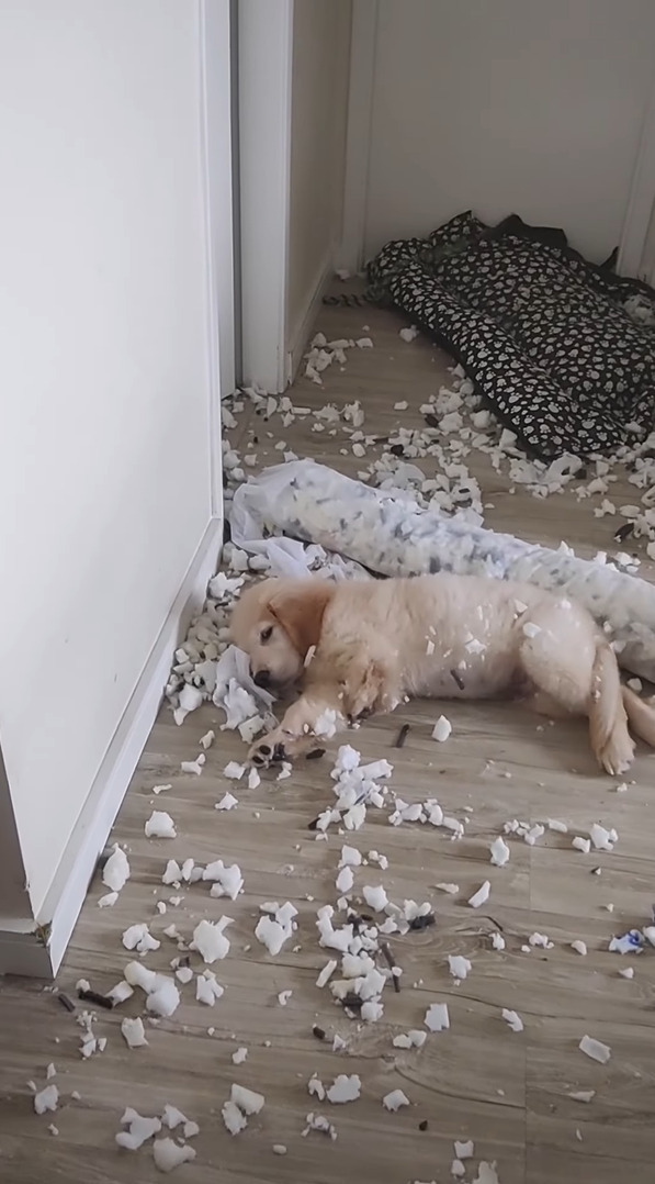 気持ちよさそうにお昼寝している子犬。ところがその周りには・・、とんでもないイタズラの惨状が広がっていました！！