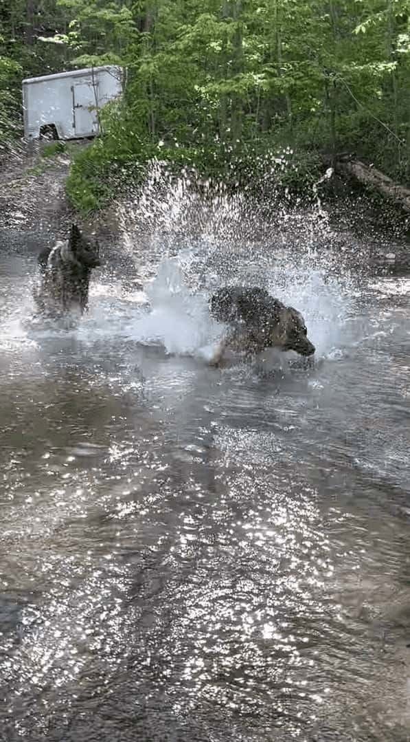 川の浅瀬を走るジャーマンシェパード。颯爽と駆け飼い主さんのもとに向かおうとした所で、まさかのハプニングが！！