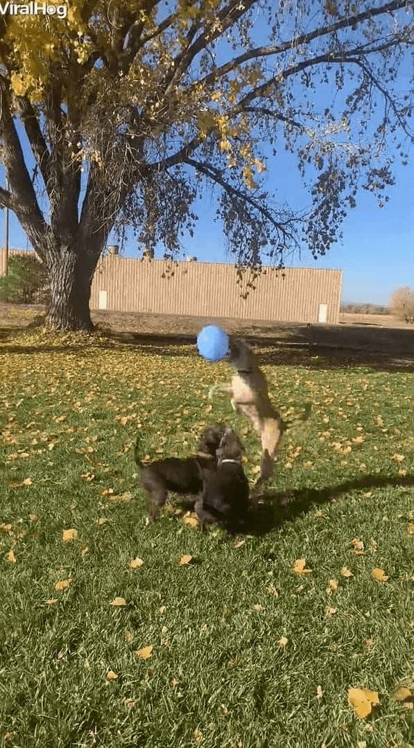 風船でバレーボールを楽しむ子犬たち。3匹で楽しそうにトスを上げていましたが・・・、みんな元気すぎたようです