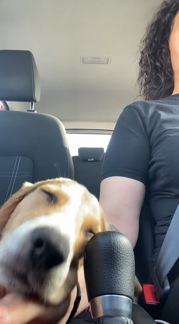 ドライブ中におネムになった愛犬。枕に選んだその場所にビックリ・・・！！これは運転するのに困ってしまいます【海外・動画】