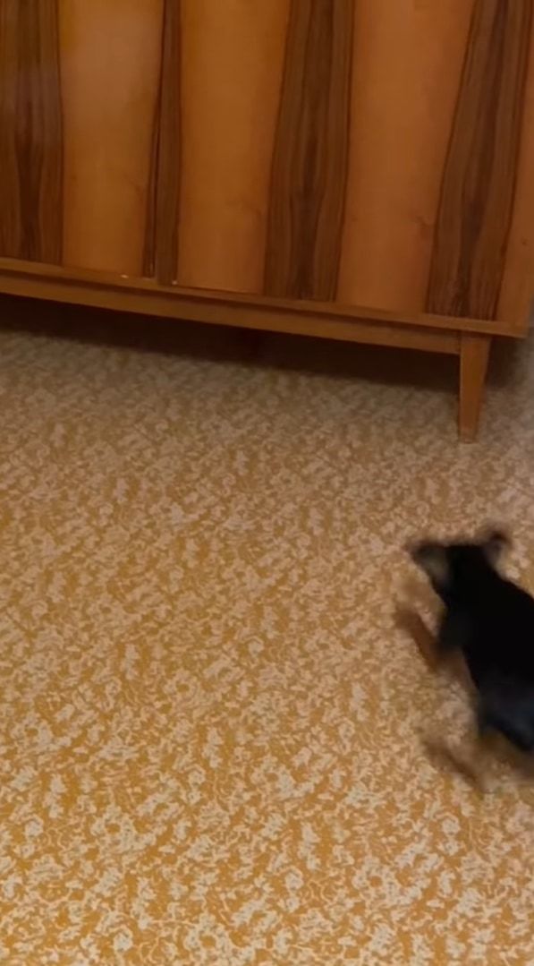 飼い主さんの投げたオモチャを取りに行った犬。ところがオモチャは戸棚の下に行ってしまい・・・、その時見せた犬の姿がユーモラス！！