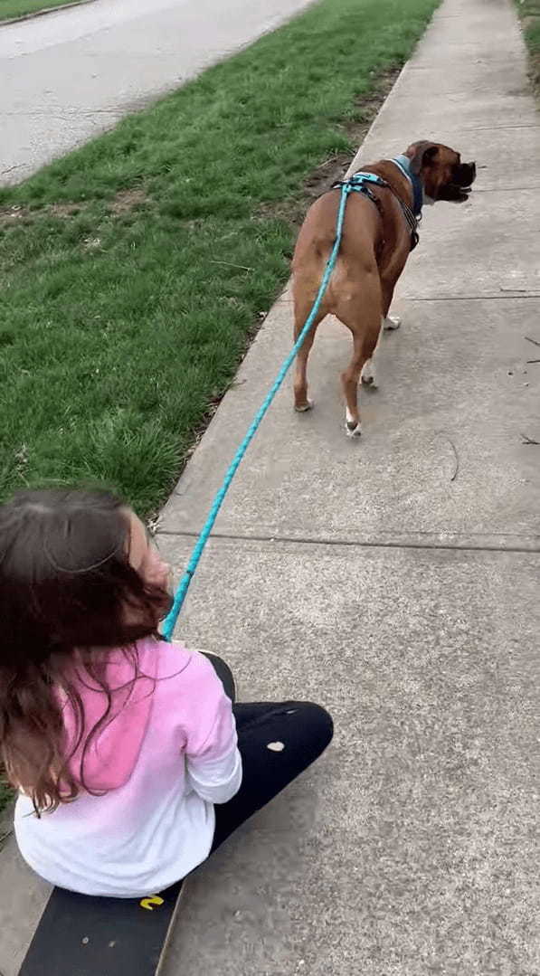 まるで犬ゾリ！ボクサー犬がスケートボードに乗った女の子を曳いてお散歩しています！！