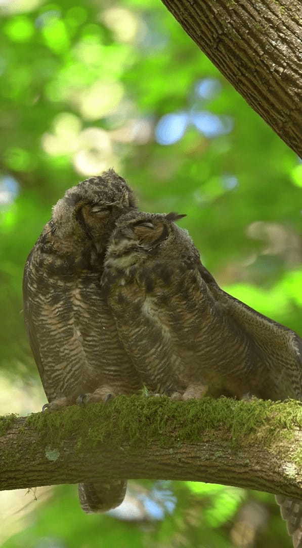 森の中に仲良しきょうだいのミミズクが！寄り添いあって羽根を休めています【アメリカ・動画】