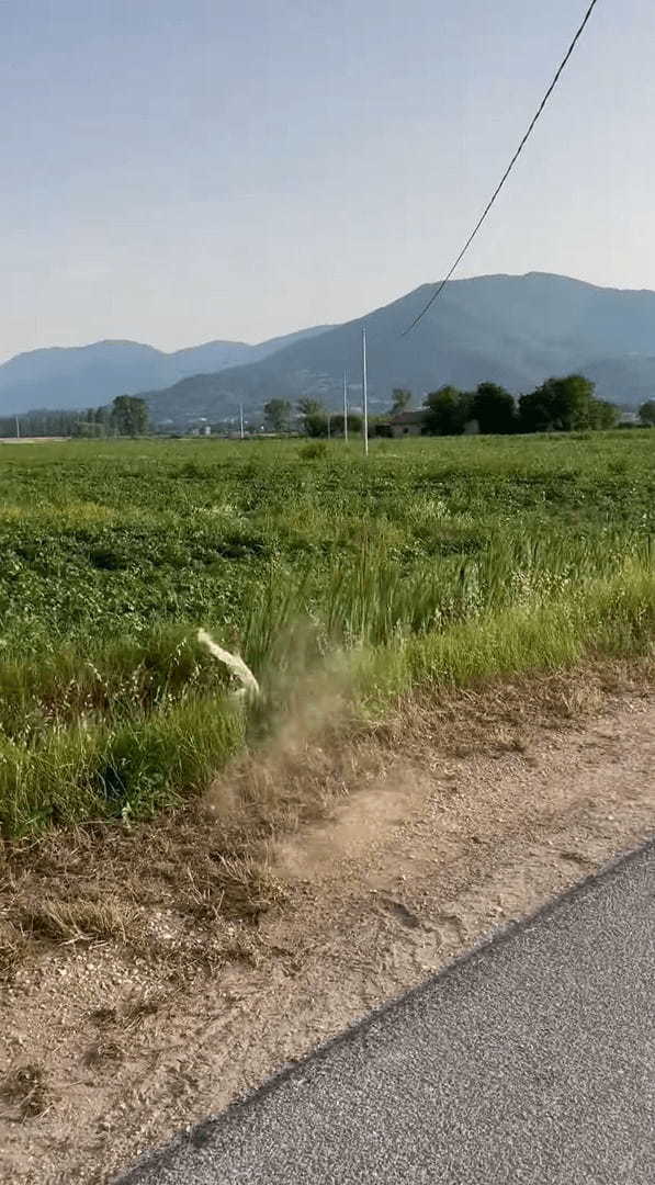 全速力で走ってくるボルゾイ。かっこいい姿を見せてくれましたが、全速力で走りすぎてカーブに差し掛かった所でアクシデントが！！【海外・動画】