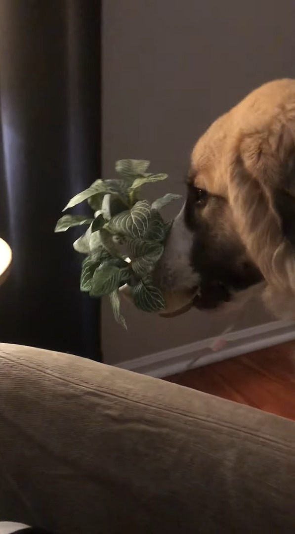 今日は癒やされたい気分？寝ようとしていた愛犬が、窓際に置いてあった植木鉢を持って行ってしまいました