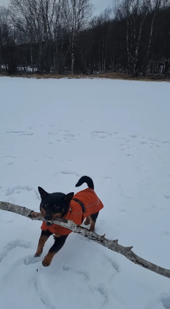 雪原で大きな木の枝を見つけた犬。気に入ったので持ち帰ろうとしますが・・、大きすぎるし足元は不安定だしで運ぶのが大変そう！！