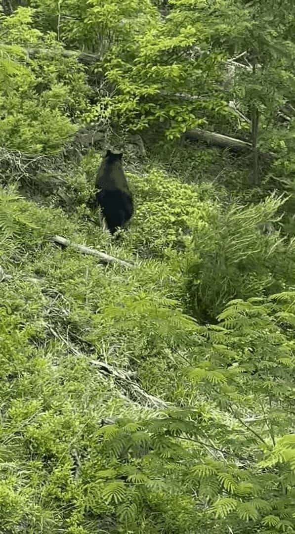 山中を悠々と闊歩する親子のクマたち。だけどそこは・・、意外過ぎる場所の真下だったのです！！【アメリカ・動画】