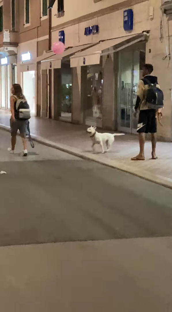 とても楽しそうにイタリアの街角を進む犬。風船でバレーをしながら歩くその姿は、見るからにご機嫌です【海外・動画】