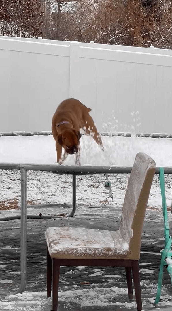 これはこれで新鮮で楽しい？子犬は雪の積もったトランポリンで跳ねて遊んでいます【アメリカ・動画】