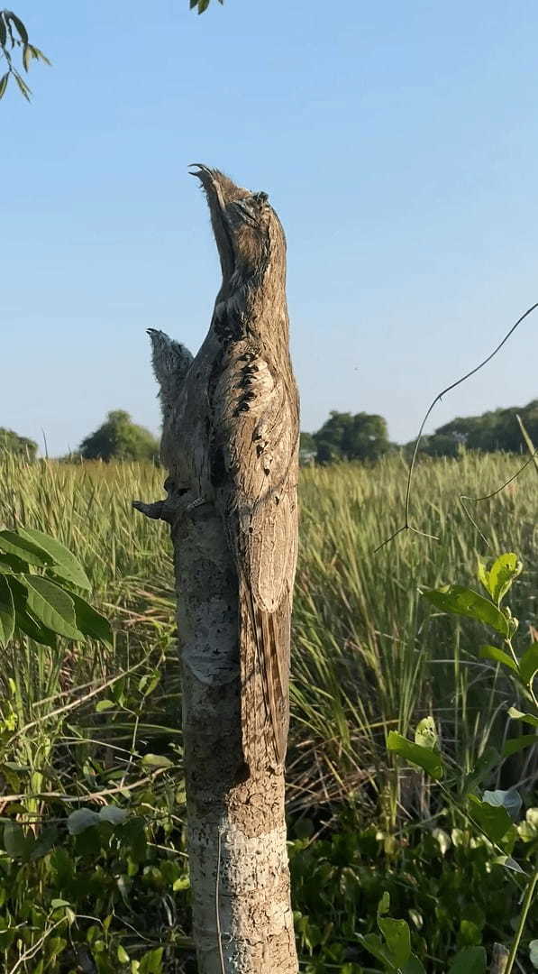 途中で折れた木の幹に見えるこちら、実はそこに擬態した鳥の姿が！皆さんわかりますか？