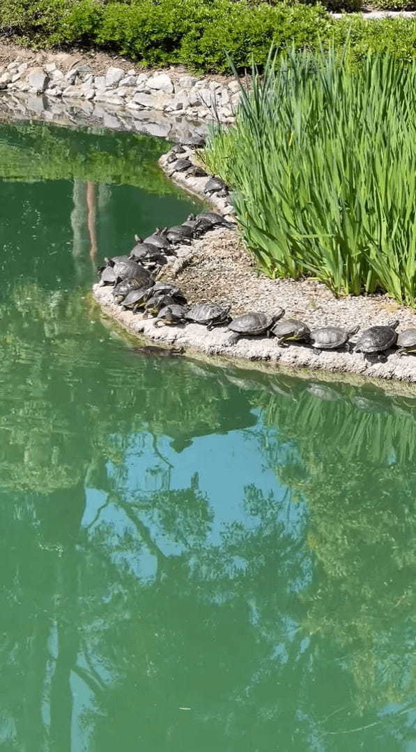 待ちに待った春がやってきた？カメたちが陸に上がってみんなで甲羅干し中！！【アメリカ・動画】