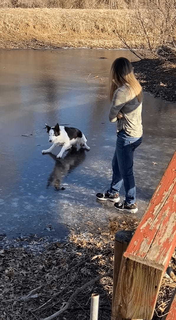 氷の上に立つボーダーコリー。飼い主さんのマネをしようとしたところ大失敗してしまうのですが・・・、諦めることなく再挑戦！！