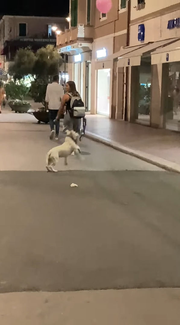 とても楽しそうにイタリアの街角を進む犬。風船でバレーをしながら歩くその姿は、見るからにご機嫌です【海外・動画】