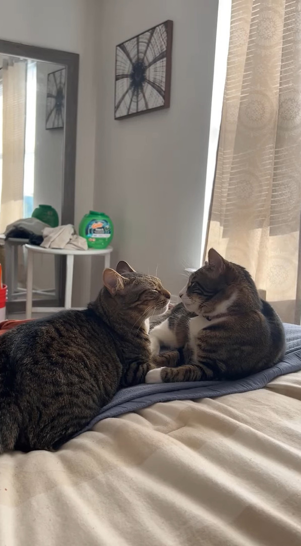 キスをする猫たち。仲良しで微笑ましいと思ったら・・、まさかまさかのバトルが勃発！？！？【アメリカ・動画】