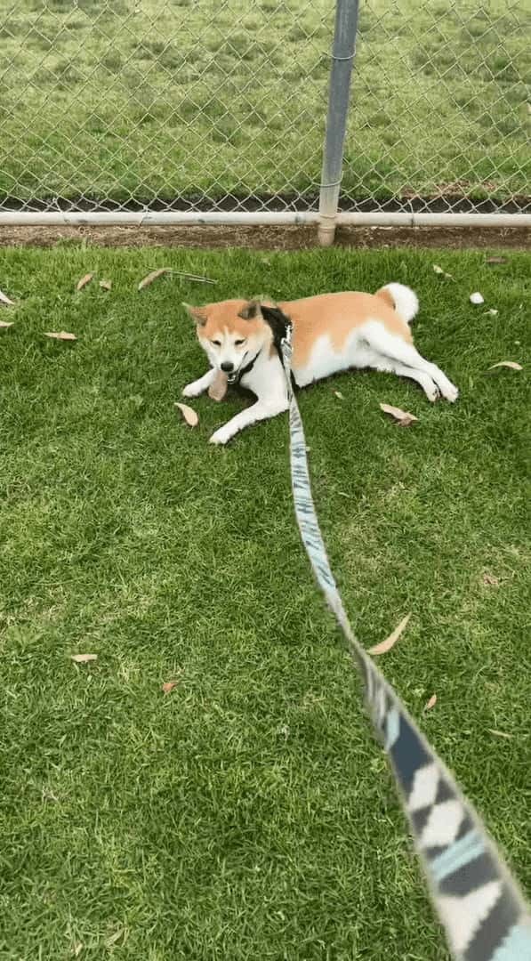 1日遊び回って疲れちゃったのかな？柴犬は引きづられても歩く気配を見せません！！【アメリカ・動画】