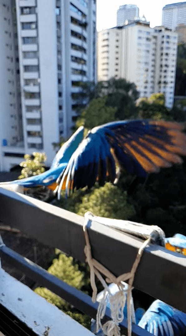 手すりにつかまるルリコンゴウインコたち。一羽が隣の子を突いたら・・、なんとドミノ倒しみたいな事態に！！【海外・動画】