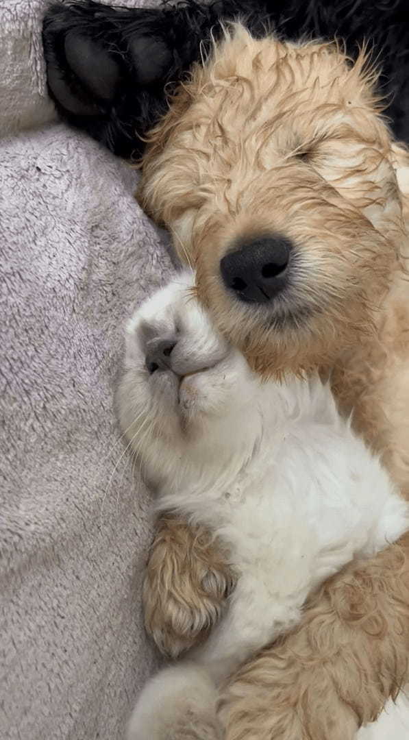 仲良しさんたちの寝顔に癒やされる！スヤスヤとねんねしている子犬が抱きまくらにしているのは、ぐっすり寝ている子猫です！！【海外・動画】