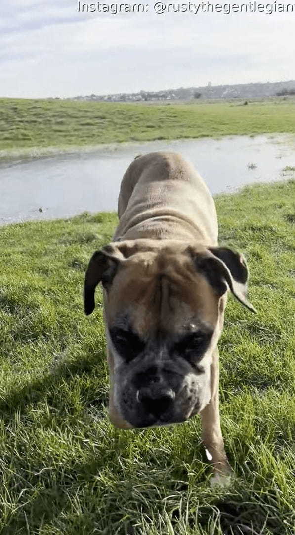 原っぱを元気に駆ける愛犬。水たまりの上も走って渡るのかと思いきや・・、この子もびっくりするハプニングが！！