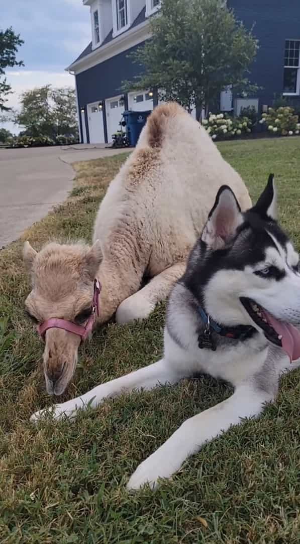 ハスキー犬のお友達の正体にビックリ！寄り添うようにしてくつろいだり、じゃれ合っているその動物とは！？【アメリカ・動画】