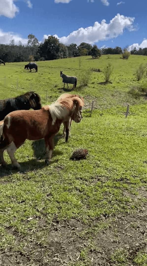 ミニチュアホース達は牧場に現れた珍客に夢中！飼い主さんが離れてと言っても聞く耳を立てません。その珍客の正体とは！？