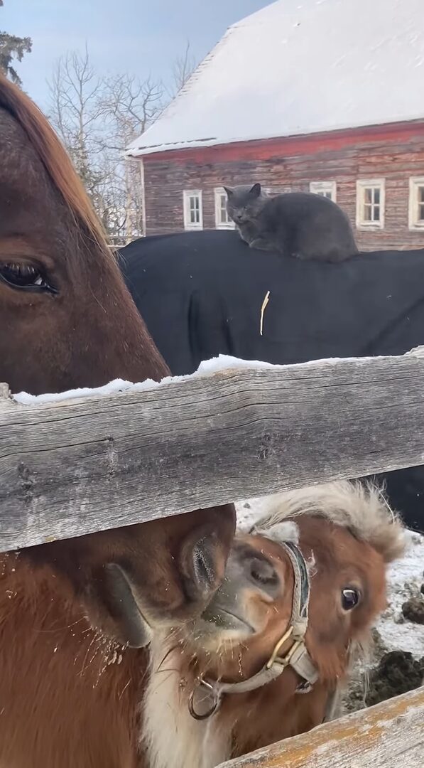 乗馬をする猫。馬の背中で丸くなってのんびりしているその様子も、猫が乗っているのを気にしていない馬も、どちらもかわいい！！【海外・動画】