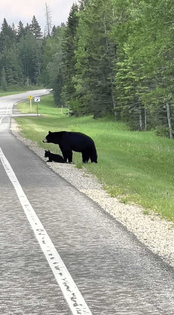 クマの親子が道路を行ったり来たり。子グマが道路を渡ったと思ったら、引き返して茂みの中へ。この行動にはある理由が！！【海外・動画】