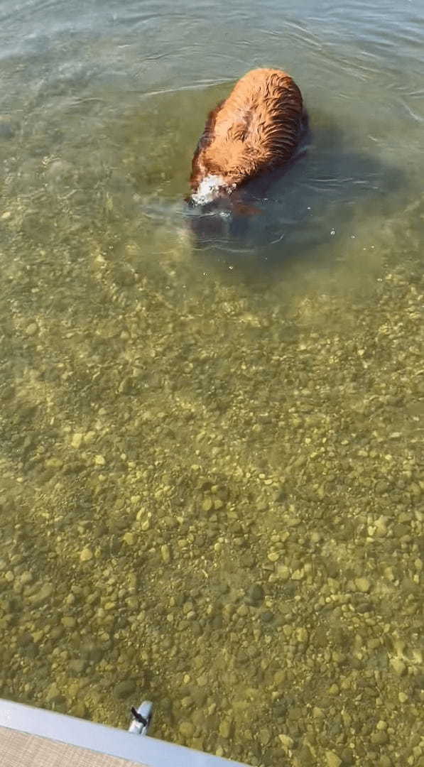 なにかを押さえつけるようにして水中にいるゴールデンレトリバー。次の瞬間、顔を水面に浸けましたが・・、その目的とは？！【アメリカ・動画】