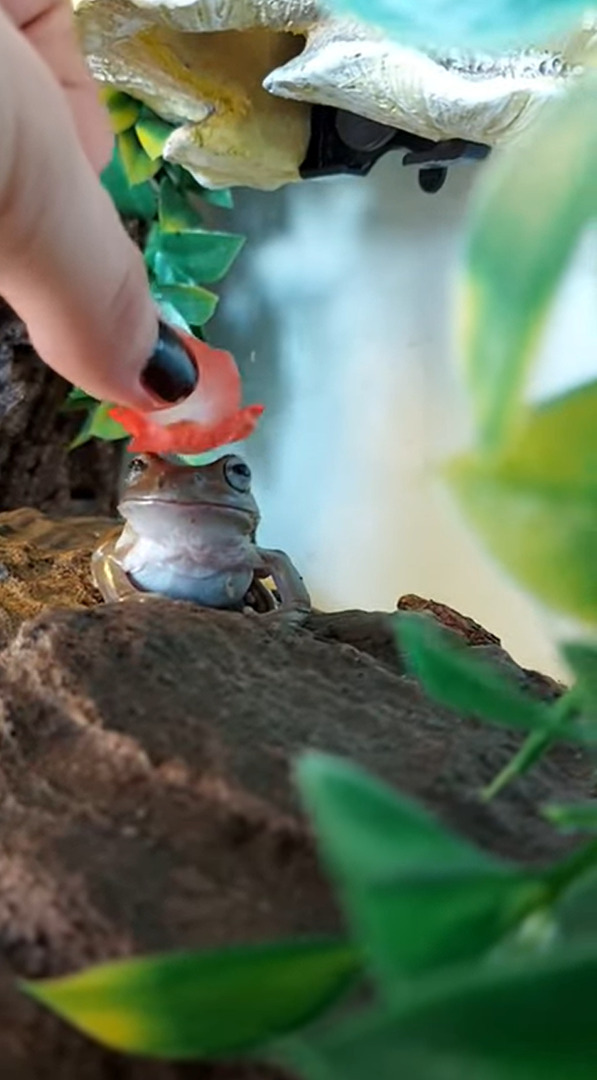 カエルの頭に小さな花を載せてみたら・・・。身じろぎひとつしなかったので、とてもステキな帽子になりました！！