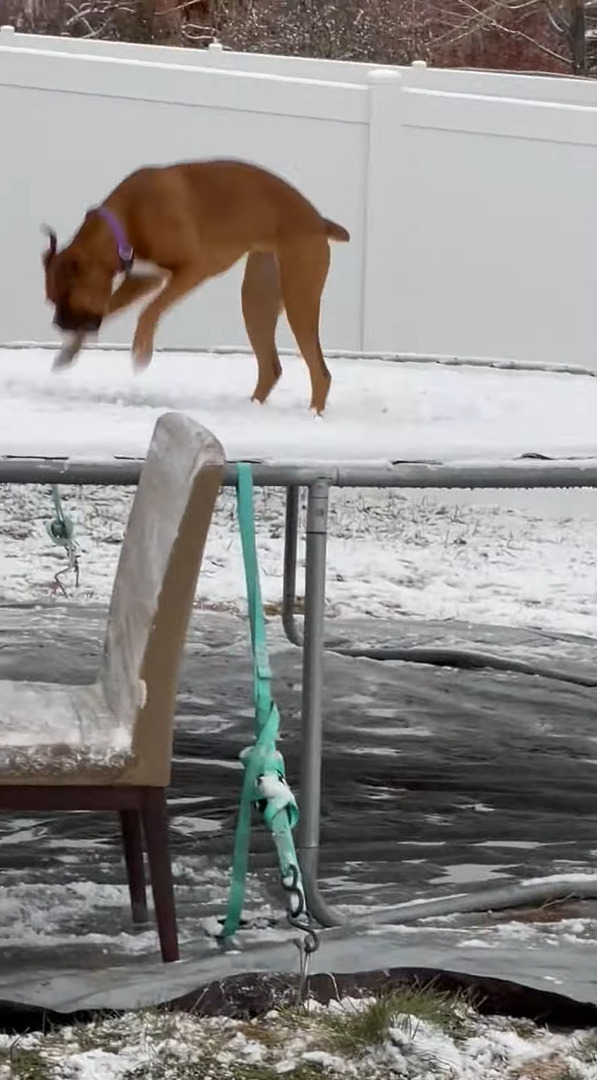 これはこれで新鮮で楽しい？子犬は雪の積もったトランポリンで跳ねて遊んでいます【アメリカ・動画】