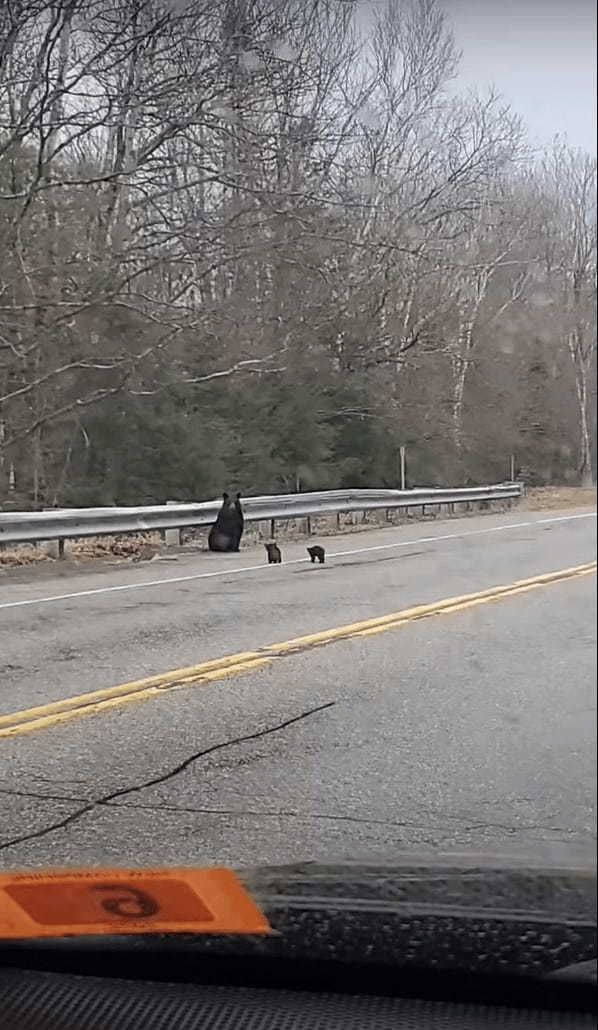 ぬいぐるみがトテトテと道路を横断していると思ったら？！道路の反対側から『巨大なあの動物』が姿をあらわしました！！【アメリカ・動画】