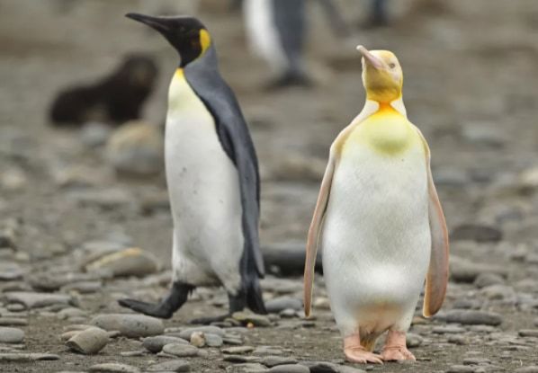 前例のない「黄色ペンギン」を発見！ 黄色い色素がアルビノだけでは説明できない