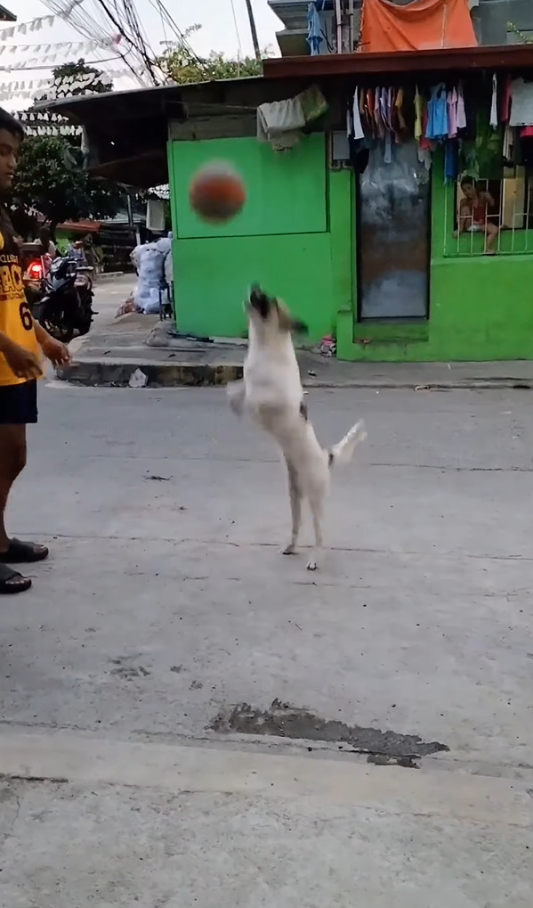 偶然？覚えた？飼い主さんがバスケットボールでドリブルをするのを見ていた愛犬。ボールを高く弾ませてもらうと・・なんとビックリ！！【動画】