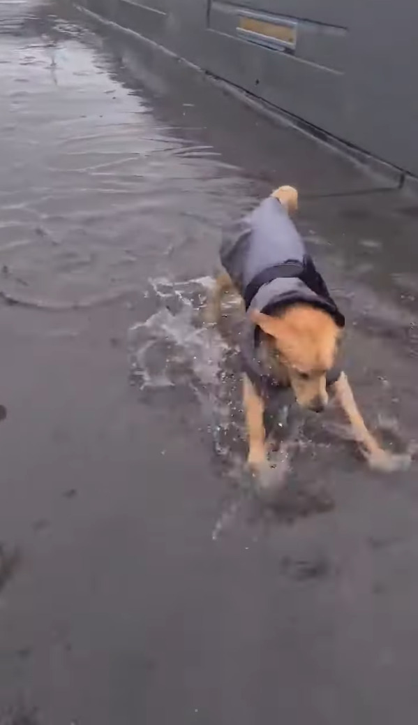 雨の中お散歩に出たゴールデンレトリバーの子犬。お散歩中に大きな水たまりを見つけると・・、水遊びをする大はしゃぎ！！【海外・動画】