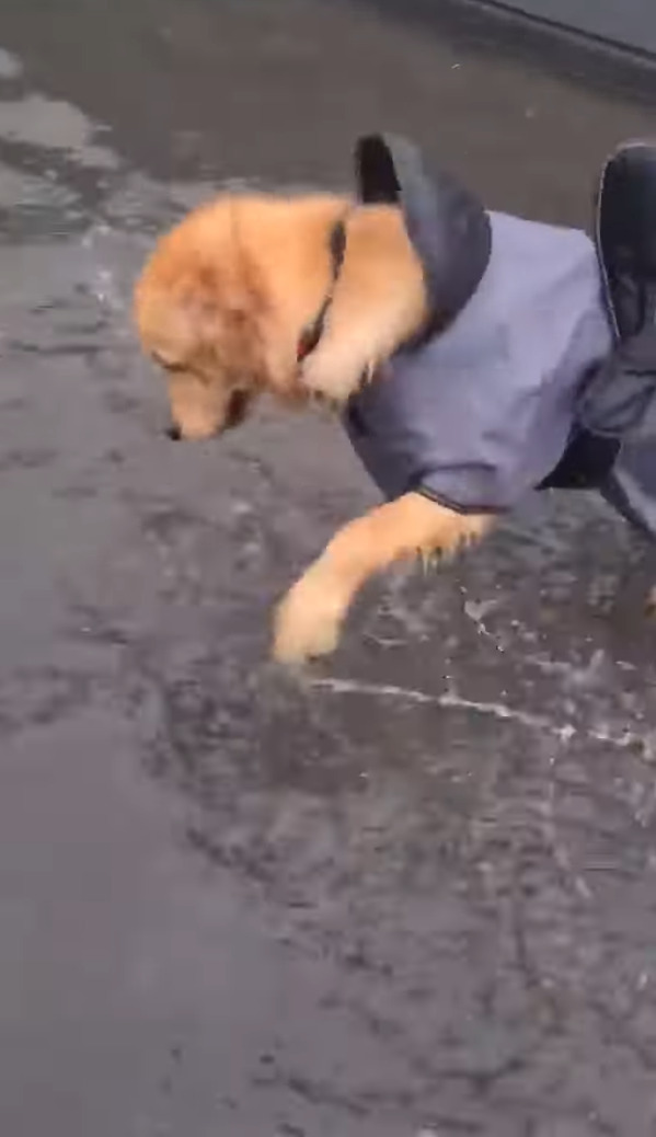 雨の中お散歩に出たゴールデンレトリバーの子犬。お散歩中に大きな水たまりを見つけると・・、水遊びをする大はしゃぎ！！【海外・動画】