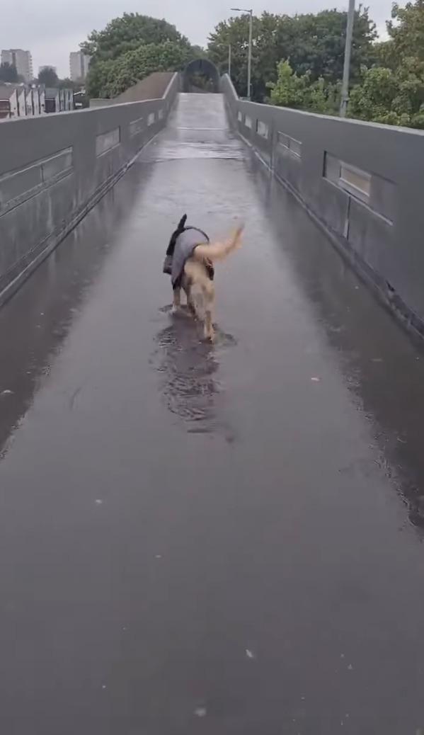 雨の中お散歩に出たゴールデンレトリバーの子犬。お散歩中に大きな水たまりを見つけると・・、水遊びをする大はしゃぎ！！【海外・動画】