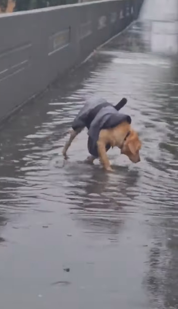 雨の中お散歩に出たゴールデンレトリバーの子犬。お散歩中に大きな水たまりを見つけると・・、水遊びをする大はしゃぎ！！【海外・動画】