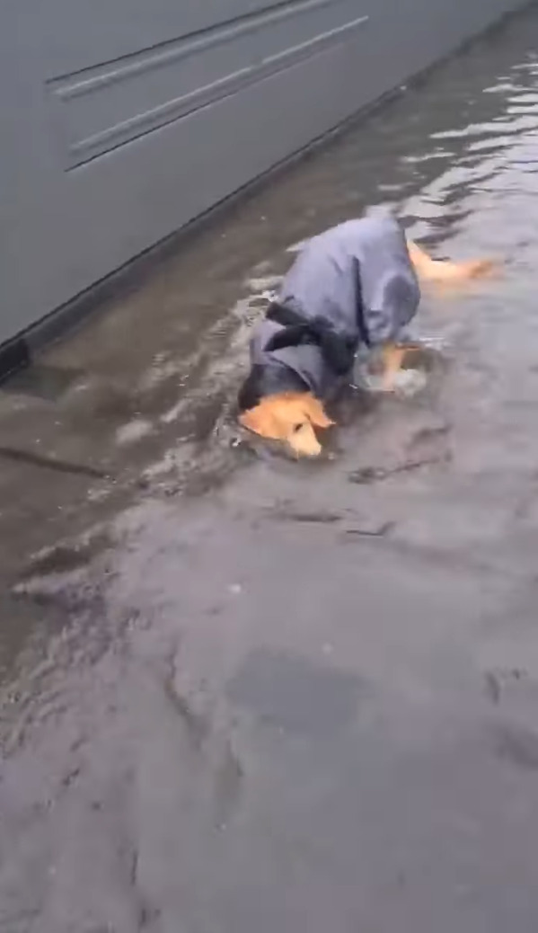 雨の中お散歩に出たゴールデンレトリバーの子犬。お散歩中に大きな水たまりを見つけると・・、水遊びをする大はしゃぎ！！【海外・動画】