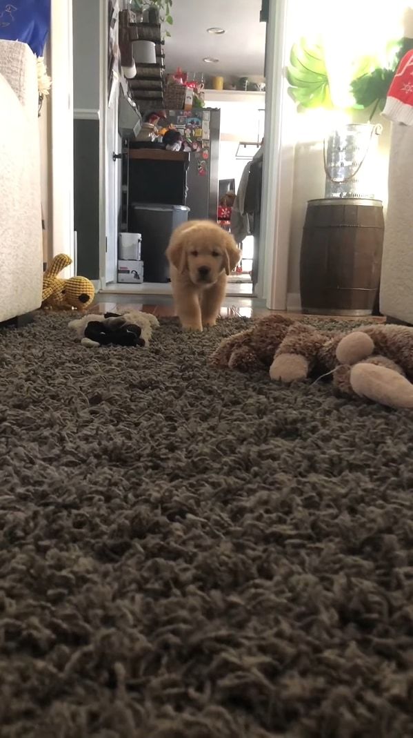 ゆっくり・・・ひっそり・・・。コソッと飼い主さんに近寄ってくる子犬。最後は一気に・・・駆け寄ります！！