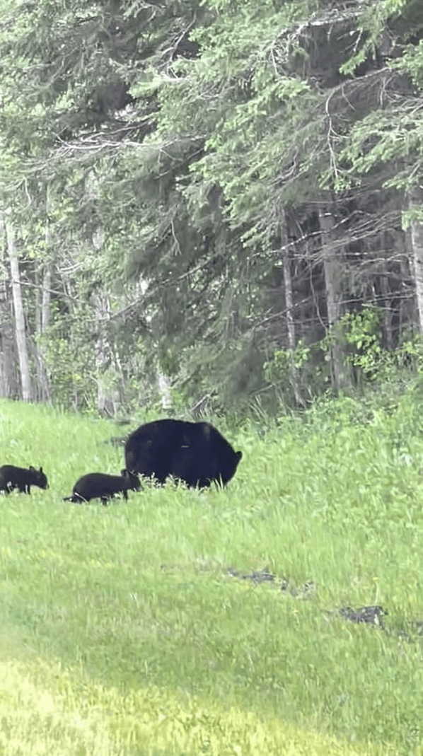 クマの親子が道路を行ったり来たり。子グマが道路を渡ったと思ったら、引き返して茂みの中へ。この行動にはある理由が！！【海外・動画】