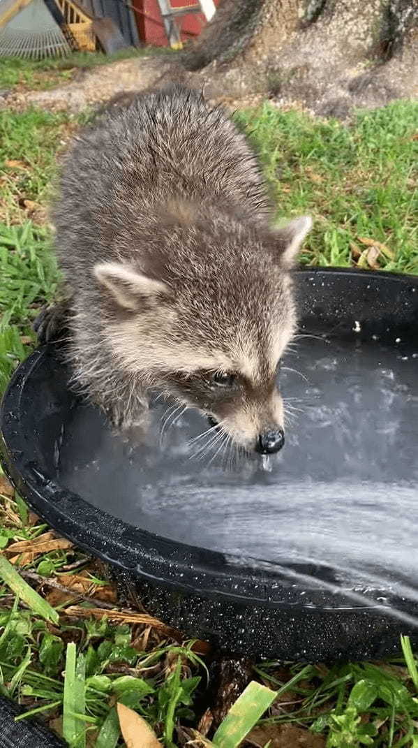 水遊びにやってきたアライグマ。シャワーが勢いよくながれる様子に最初はビックリしたようですが・・・、すぐに慣れたのか水遊びを堪能するのでした