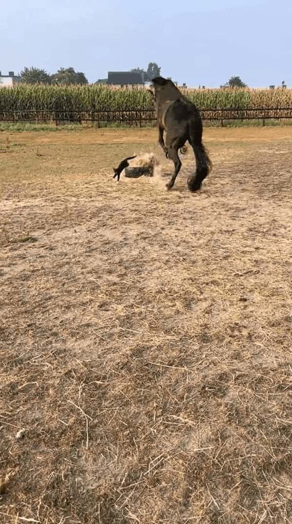 食事をしようとした馬もビックリ！飼い葉をもぐもぐしようと顔を寄せた・・次の瞬間！！【海外・動画】