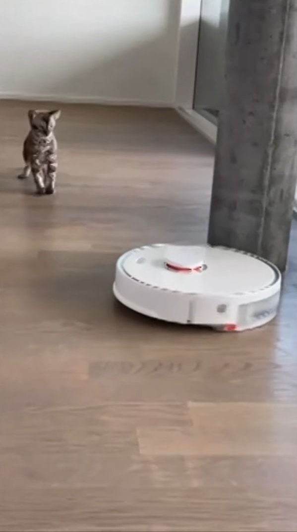 「怖い！近寄らないで・・・！！」ロボット掃除機に怖気付く猫。ゆっくり自分に向かってくるのが恐ろしいようで、にじりにじりと後退り