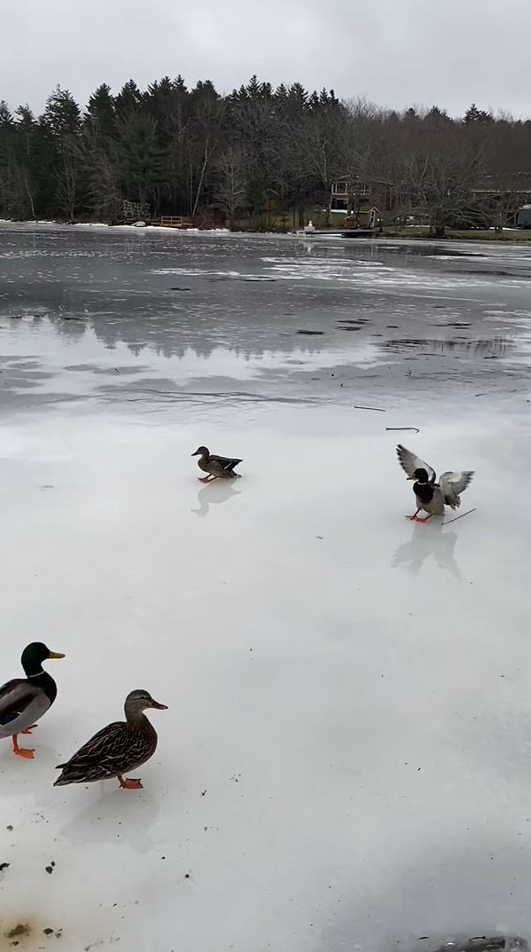 湖に鴨が着水・・・と思いきや。スケート場のようにすっかり凍っていたので、鴨はカーリングのストーンのようにスーーっと滑っていきました