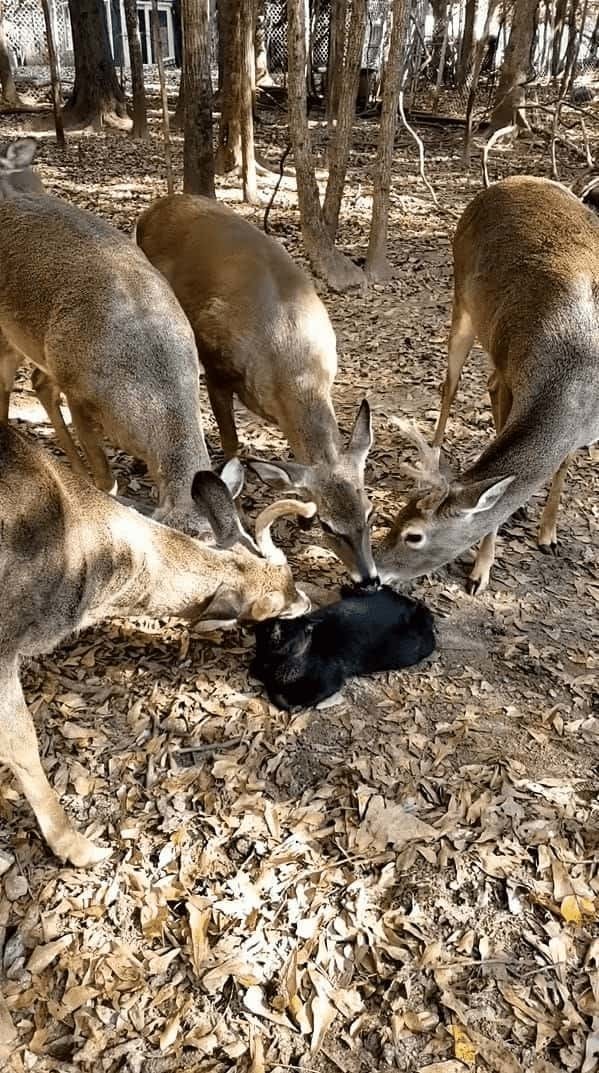 猫に群がる鹿たち。一体何をするつもりかと思いきや・・・、鹿がみんなで猫をペロペロ。猫も特に嫌がる様子もなく、されるがままになっていました