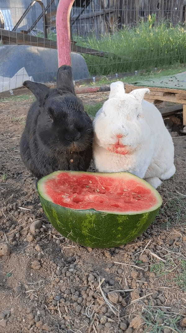 シャクシャクと食べるのが止まりません！口の周りを真っ赤にしてスイカを熱心に食べ続けるウサギたち【アメリカ・動画】