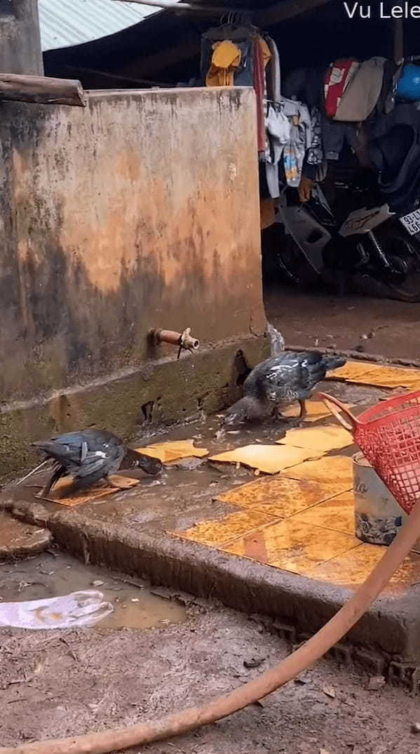 この鳥、賢すぎる！きれいな水を飲みたかったのか、水たまりの水をすするのではなく、なんと傍にあった蛇口を回したのです！！