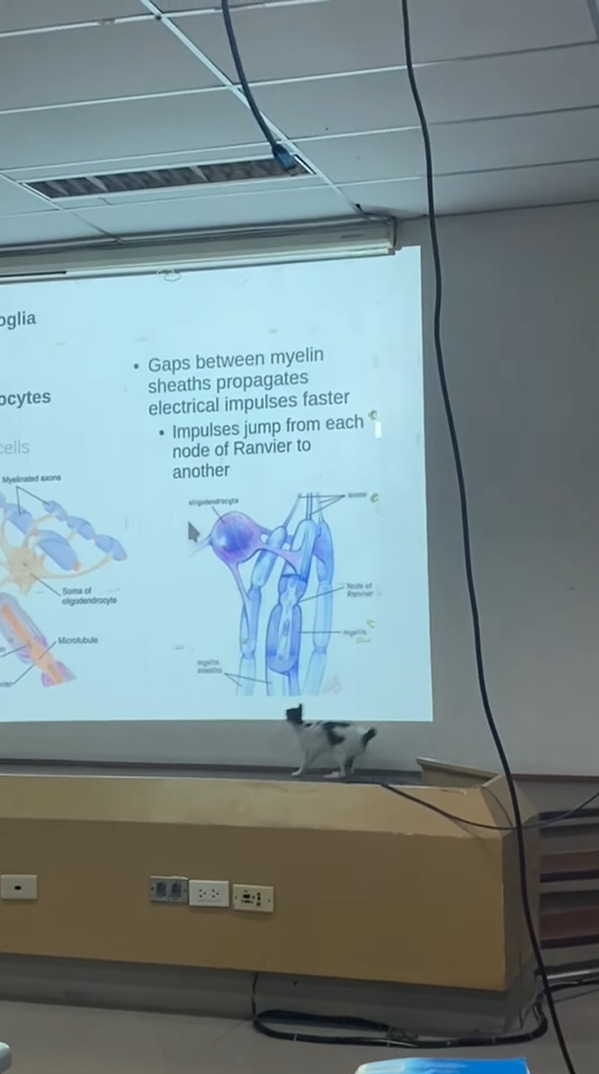 猫も勉強したい？難しい授業も熱心にスライドに写るマウスカーソルに飛びかかります！！